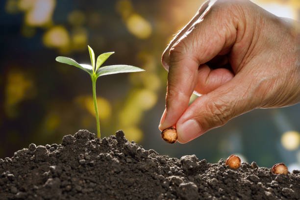 farmer's hand planting a seed in soil